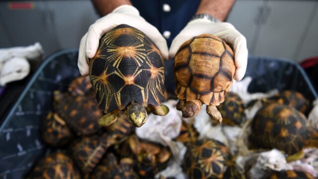 Speurhonden inzetten om smokkel van dieren tegen te gaan