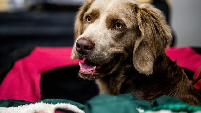 Hondenras bepaalt niet het gedrag van een hond