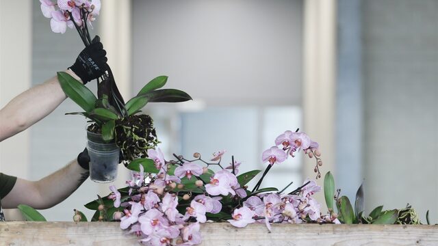 Argos: illegale plantenhandel roeit wilde soorten uit