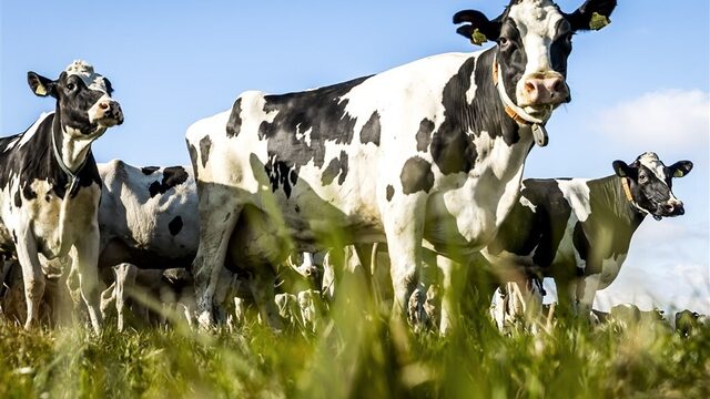 Podcast De Dag: blijven boeren of niet blijven boeren?