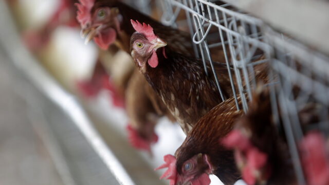 Dierenorganisaties willen wetgeving tegen hittestress bij veevervoer