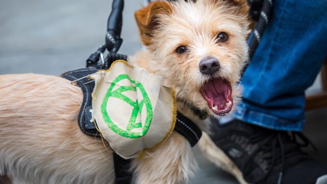 'Dognappings' lijken ook in Nederland toe te nemen: 'Registreer je hond'