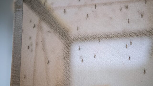 Nieuw medicijn tegen verspreiding Malaria
