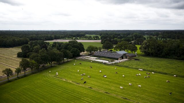 Kabinet komt vanmiddag met nieuwe stikstofplannen: ‘Familiebedrijven kijken met angst en beven’