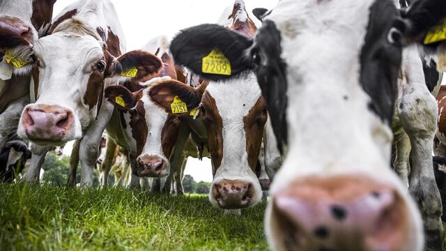 Podcast De Dag: verdriet en woede bij boeren in De Peel