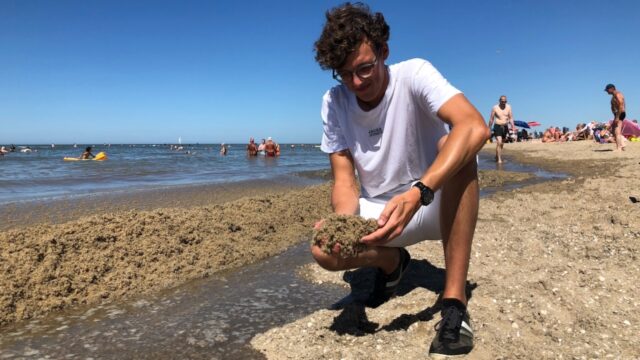 De Nederlandse kust ligt vol met mosdiertjes