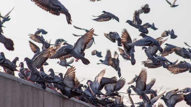 Drama in de duivensport: 20.000 prijsduiven vermist