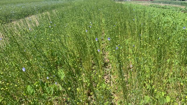 Textiel fossielvrij: terug naar plantaardige kleding