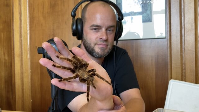 Duizenden spinnen in huis? Goed idee!
