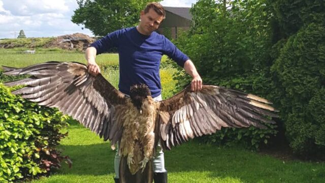 Waarom vliegen bepaalde vogels tegen windmolens en hoe kun je dit voorkomen?