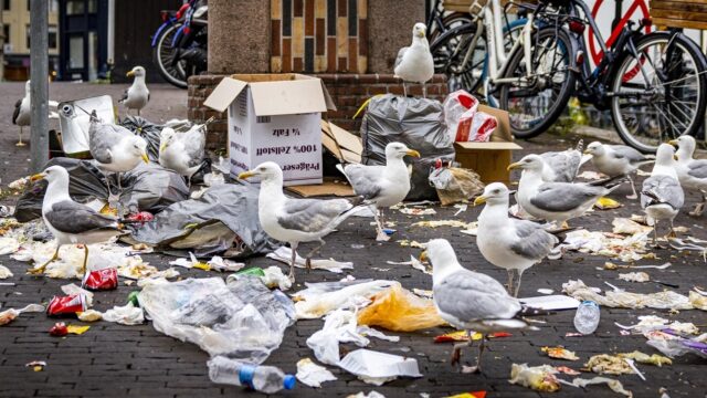Anticonceptie bij meeuwen om overlast in Scheveningen te verminderen