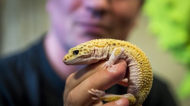 'Verbied beurzen voor exotische dieren'