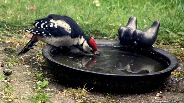 Hoe houden dieren het hoofd koel in deze hitte?