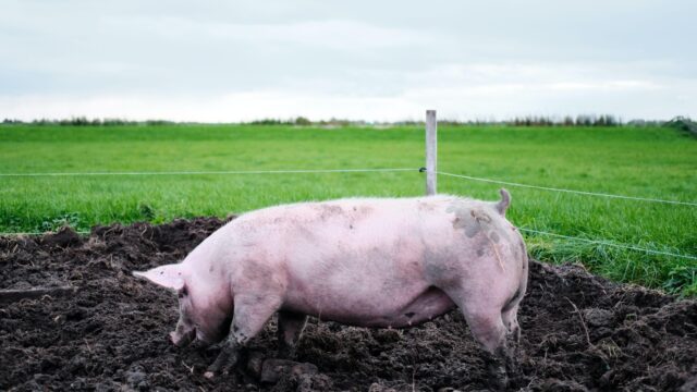 Overheid faalt in het beschermen van burgers tegen stank