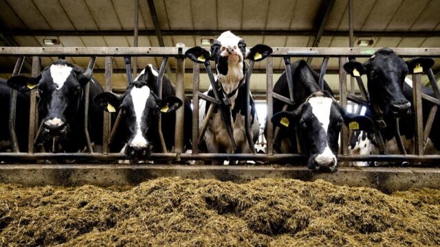Stikstofprofessor Jan Willem Erisman: uitwijken naar 2035, dat is een slecht idee