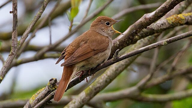 Op pad voor de mooiste vogelgeluiden voor het Nationale Vogelconcert