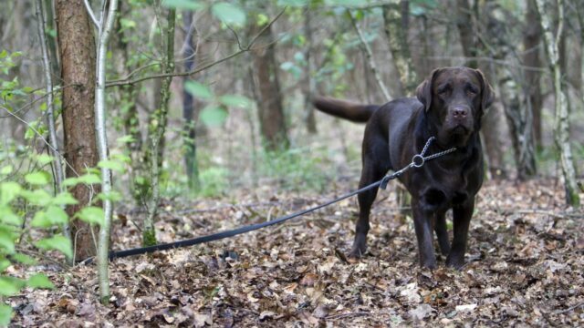 Meldingen over dierenleed explosief toegenomen