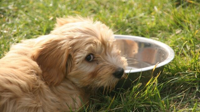 Landelijke Inspectiedienst Dierenbescherming ziet verruwing in omgang met huisdieren door economische crisis