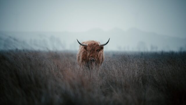 Pas op, stier!