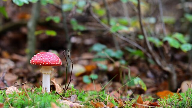 De vliegenzwam: De meeste mystieke paddenstoel