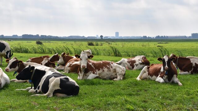 Koeien communiceren met elkaar (én met mensen)