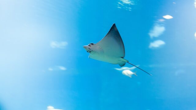 Waarom hebben de haaien en roggen in de Noordzee meer bescherming nodig?