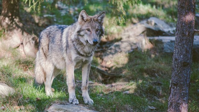 Doodschieten van een wolf is 'zinloos'
