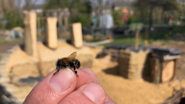 Help de dieren rondom je huis met een mini-bijenburcht