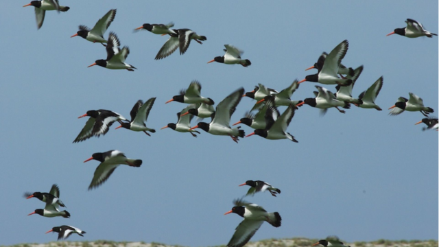 De scholekster is de Nationale Pechvogel