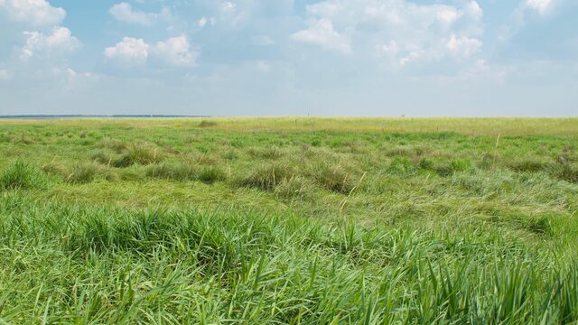 Is graslandbevloeiing de oplossing tegen droogte?