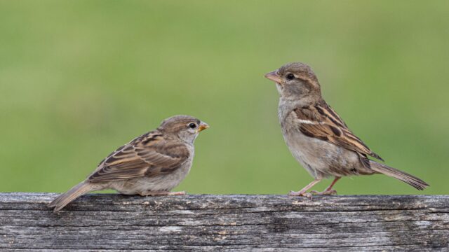 2,4 miljoen vogels op dit hele kleine stukje aarde
