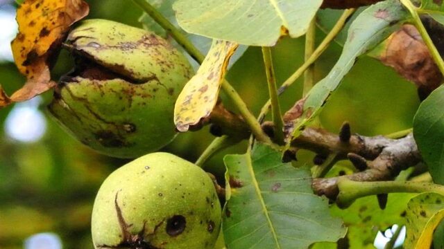 Voedsel uit je eigen eetbare tuin of bos