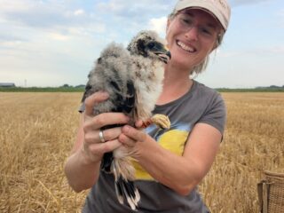 Bijzonder broedgeval van bijna uitgestorven roofvogel