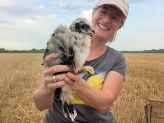 Bijzonder broedgeval van bijna uitgestorven roofvogel