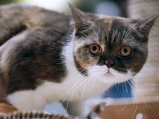 Stand.nl: 'Het houden van een kortsnuitige kat is dierenmishandeling'