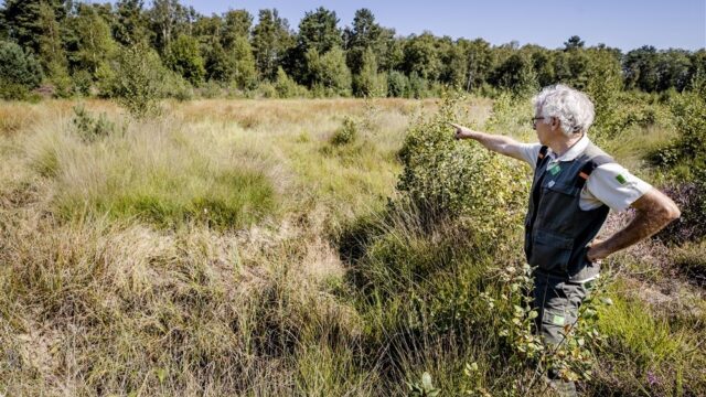 Stand.nl: 'We moeten onze bossen beter beschermen'