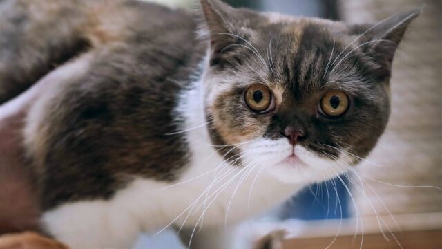 Stand.nl: 'Het houden van een kortsnuitige kat is dierenmishandeling'