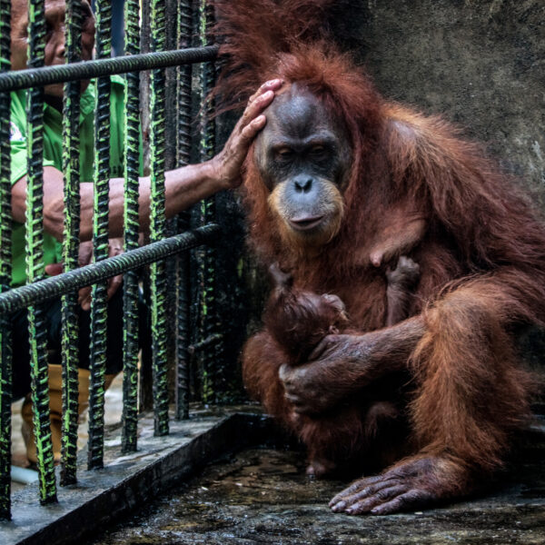 Dieren hebben te weinig privacy in de dierentuin: 'Het moet dierwaardiger'