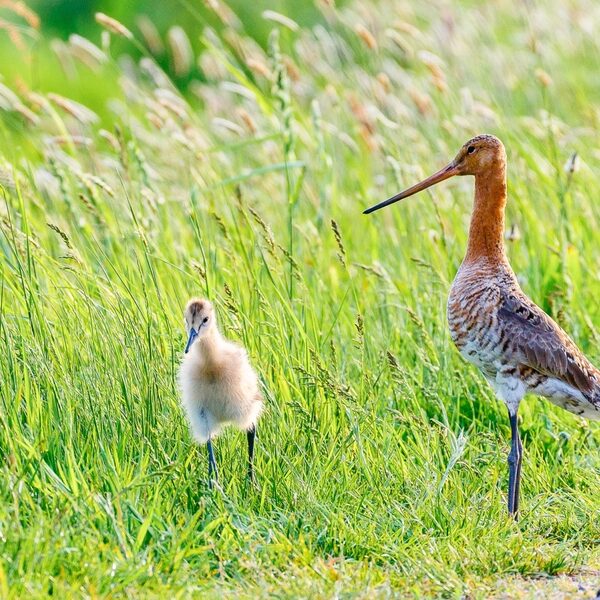 Het is nu of nooit voor de grutto en andere weidevogels