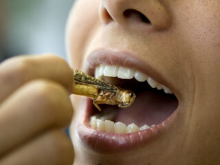 Insecten blijken toch niet het voedsel van de toekomst: 'Markt is duur en niet duurzaam'