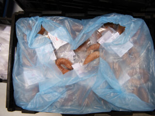 Er wordt steeds meer voedsel verspild: 'Ligt niet alleen aan de mens, maar ook aan de keten'