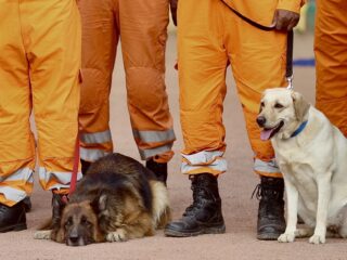 Een plantaardig dieet voor je hond: 'Goed voor het dier en het klimaat'