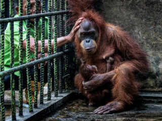 Dieren hebben te weinig privacy in de dierentuin: 'Het moet dierwaardiger'