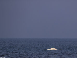 Raadselachtig bezoek van de witte walvis
