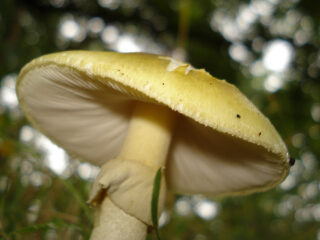 Paddenstoelen eten zonder vergiftigd te worden door een groene knolamaniet? Deze expert vertelt hoe