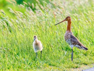 Het is nu of nooit voor de grutto en andere weidevogels