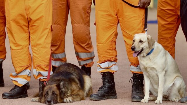 Een plantaardig dieet voor je hond: 'Goed voor het dier en het klimaat'
