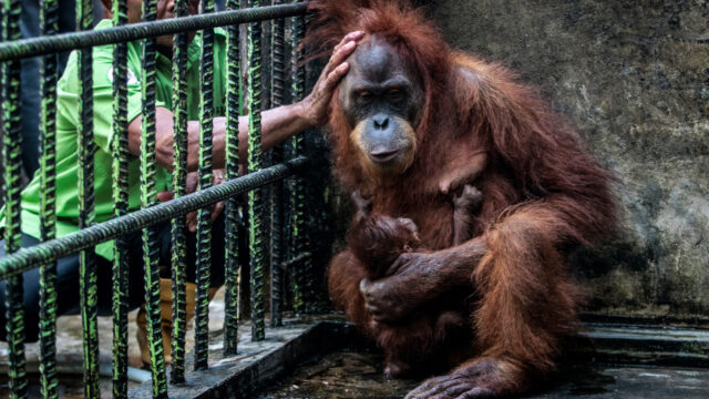 Dieren hebben te weinig privacy in de dierentuin: 'Het moet dierwaardiger'