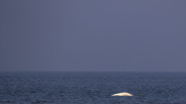 Raadselachtig bezoek van de witte walvis