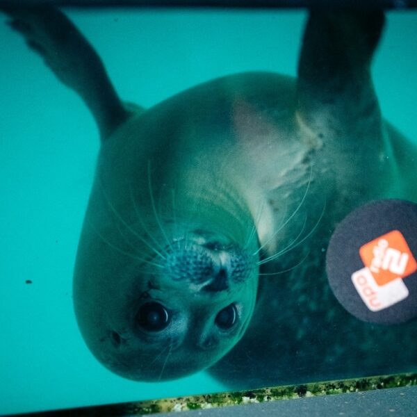 Pieterburen over verhuizing, Seal én adoptie: 'Dan heet ‘ie straks Ruud de Wild'